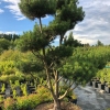 Сосна bonsai 5xv Br100-125 H125-150