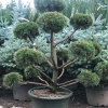 Сосна Gnom bonsai 6xv WRB W125-150 H150-175
