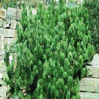 Сосна горная "Мughus", Pinus mugo "Мughus", Сосна горная Мughus с7.5, Сосна горная, Сосна Мughus