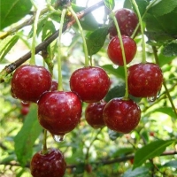 Вишня Багряная с5, Prunus cerasus Bagryanaya, Вишня Багряная