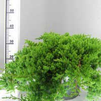Можжевельник лежачий "Nana", С10 50/60, Juniperus procumbens "Nana", Можжевельник лежачий "Нана", стелющийся