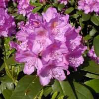 Рододендрон Grandiflorum, Rhododendron catawbiense Grandiflorum, Рододендрон катевбинский Грандифлорум