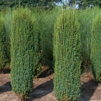 Можжевельник Hibernica, Juniperus communis Hibernica, Можжевельник Хиберника, купить можжевельник Hibernica