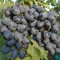 Виноград сорт "Руслан" 0,8 л 1890 руб. В наличии.
