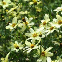 Кореопсис мутовчатый Мунбим - Питомник декоративных и садовых растений