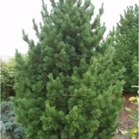 Сосна кедровая европейская 225/250, Pinus cembra, Сосна кедровая европейская