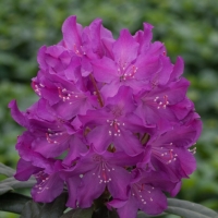 Рододендрон Bolesław Chrobry, Rhododendron hybrid Boleslaw Chrobry, Рододендрон гибридный Болеслав Храбрый