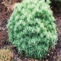 Сосна Веймутова Radiata 60/80, Pinus Strobus Radiata, Сосна Веймутова Радиата