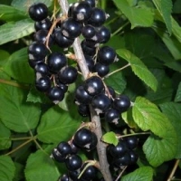 Смородина черная Нара, Ribes