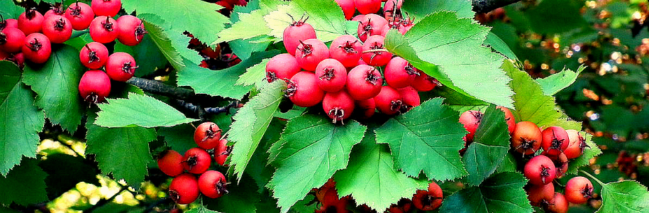 Боярышник Фото Кустарника С Плодами И Листьями