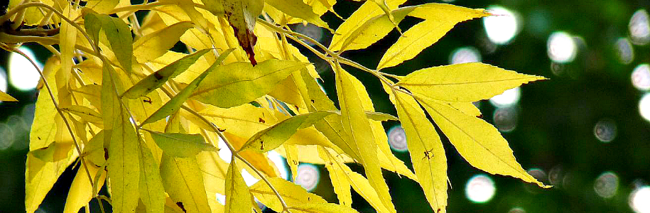 Ясень Дерево Листья Фото Описание
