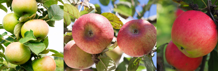 5 самых сладких сортов яблонь