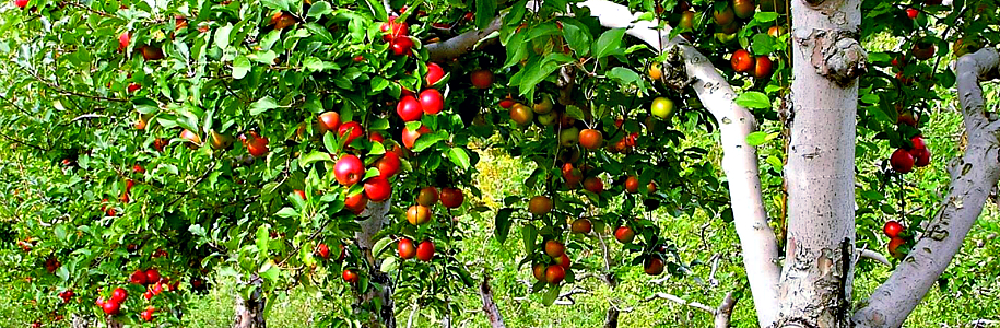 Садовые и плодовые деревья: что посадить на участке? Советы начинающим садоводам