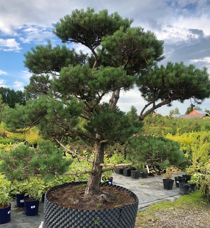 Сосна bonsai 6xv Br150-200 H200-225 548400 руб. В наличии.