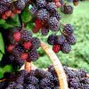Ежевика кустистая Мертон Томлесс - Rubus fruticosus Merton Thornless