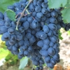 Виноград сорт кишмиш "Аттика" 0,8 л