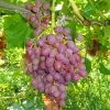 Виноград сорт кишмиш "Лучистый" 0,8 л