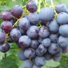Виноград сорт "Рошфор" 0,8 л