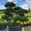 Сосна bonsai 6xv Br125-150 H125-150