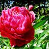 Пион молочноцветковый Red Sarah Bernhardt с5