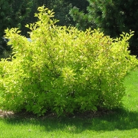 Дерен бел. Aurea С7,5 - Питомник декоративных и садовых растений