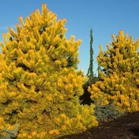 Сосна обыкновенная Aurea, Pinus sylvestris Aurea, Сосна обыкновенная Аурея