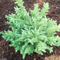 Лиственница японская Грейт Перл 50-60 С20 Larix kaempferi Grey Pearl - Питомник декоративных и садовых растений