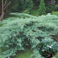 Можжевельник виргинский Hetz, Juniperus virginiana Hetz, Можжевельник виргинский Хетц