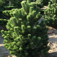 Сосна Oregon Green, Pinus nigra Oregon Green, Сосна Орегон Грин