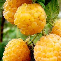 Малина Желтый гигант, Rubus, Малина крупноплодная Желтый гигант