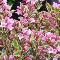 Вейгела цветущая Мэджикал Рейнбоу - Питомник декоративных и садовых растений