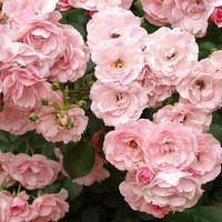 Роза Боника, флорибунда - Питомник декоративных и садовых растений