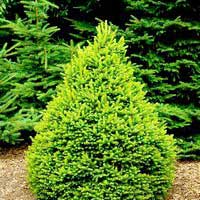 Ель обыкновенная Ремонти 40-60 С35 Picea abies Remontii - Питомник декоративных и садовых растений