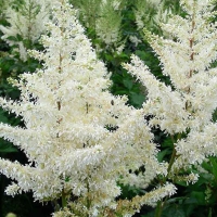 Astilbe Arendsii Diamant, Astilbe x arendsii Diamant, Астильба Арендса Диамант