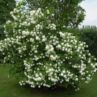 Калина обыкновенная Roseum C12 - Питомник декоративных и садовых растений