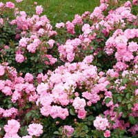 Роза Мирато, шраб - Питомник декоративных и садовых растений