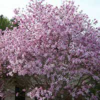 Магнолия Rosea, Magnolia stellata Rosea, Магнолия звездчатая Розеа