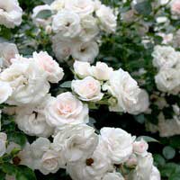 Роза Аспирин Роуз, флорибунда - Питомник декоративных и садовых растений