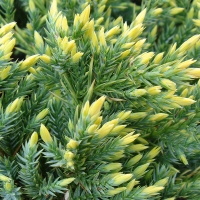 Можжевельник Gold Tip, Juniperus squamata Gold Tip, Можжевельник Голд Тип, купить можжевельник Gold Tip,  Gold Tip