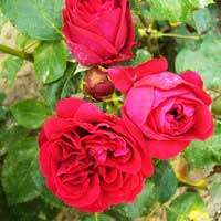 Роза Ред Эден Роуз, шраб - Питомник декоративных и садовых растений