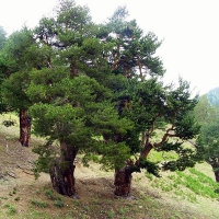 Сосна черная 200/250 sol, Сосна черная, черная сосна, купить черную сосну, Pinus nigra