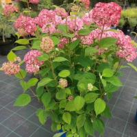 Гортензия Bubblegum, Гортензия Баблгам, Hydrangea arborescens Bubblegum