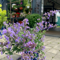 Котовник Фассена Six Hills Giant, Nepeta fassenii Six Hills Giant, Котовник Фассена Сикс Хиллз Гиант