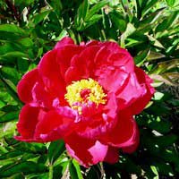 Пион молочноцветковый Адольф Руссо - Питомник декоративных и садовых растений