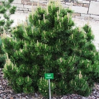 Сосна горная, Pinus mugo, Сосна горная 80/100