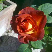 Роза Кофе Брейк, чайно-гибридная - Питомник декоративных и садовых растений