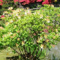 Азалия Давиези, Rododendron Daviesii