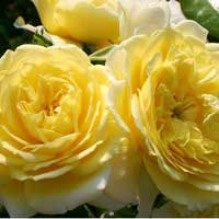 Роза Солеро, флорибунда - Питомник декоративных и садовых растений