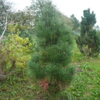 Сосна черная 150/175 Sol, Pinus Nigra, Сосна черная