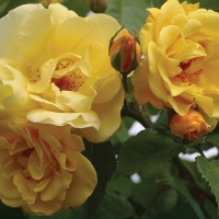 Роза Голден Гейт, плетистая - Питомник декоративных и садовых растений